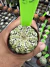 Astrophytum Asteria vaso 6 cod 85 - comprar online
