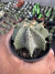 Astrophytum Ornatum var. Mirbelii vaso 7 ( Sortidos) - comprar online