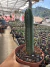 Echinopsis pachanoi ( São Pedro ) vaso 11 - comprar online
