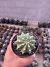 Echinopsis Subdenudata Variegata vaso 9 Raiz Própria - loja online