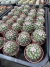 Mammilaria Mammilaria vaso 6 - sjplantas