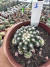 Discocactus Buenekeri vaso 9 Cod 1