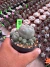 Pophophora Peyote vaso 9 cod h7 - comprar online