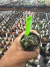 Astrophytum kikko vaso 6 Cod 35 - comprar online
