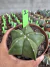 Astrophytum Nudum vaso 11 Cod 2