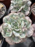 Echeveria Raindrops vaso 11 - sjplantas