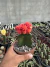 Gymnocalycium Mihanovichii Vermelho enxertado vaso 11 - comprar online