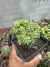 Echinocereus Triglochidiatus inermis exertado vaso 12 - comprar online
