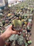 cacto Opuntia Microdasys Orelha de Mickey Cristata vaso 11 - comprar online
