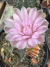 Gymnocalycium Matriz vaso 15 Cod 71