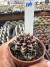 Gymnocalycium Híbrido Daydream vaso 6 Cod 104 - comprar online