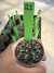 Gymnocalycium híbrido 21 vaso 6 na internet
