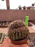 Gymnocalycium M. Cristata vaso 9 G43 - sjplantas