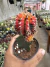 Gymnocalycium Variegata exertado vaso 9 ( Sortidos) - comprar online
