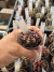 Gymnocalycium Híbrido Daydream vaso 6 Cod 37 - comprar online