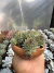 sempervivum calcareum + vaso barro coracao na internet