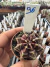Gymnocalycium Híbrido Daydream vaso 6 Cod 96 - comprar online