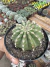 Echinopsis Híbrido flor lilás vaso 9 - loja online