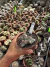 Euphorbia láctea Cristata Variegata Cod 11 - comprar online