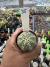 Astrophytum Asteria vaso 6 cod 35