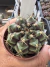 Gymnocalycium Híbrido Daydream vaso 6 Cod 27