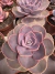 Echeveria Perle Von Nuremberga vaso 11