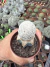 Mammilaria Lenta Exertado vaso 7 na internet