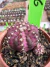 Gymnocalycium T- Rex vaso 6 cod 256