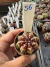 Gymnocalycium Híbrido Daydream vaso 6 Cod 56 - comprar online