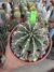 Gymnocalycium matriz Cod 1