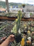 Myrtiliocactus Geometrizans Cristata Variegata Exertado vaso 12