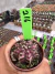 Gymnocalycium T- Rex vaso 6 cod 216 - comprar online
