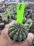 Gymnocalycium Thornless Vaso 6 Cod 6