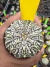 Astrophytum Asterias V-type Super Kabuto Vaso 6 cod 80