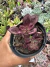 Echeveria Nodulosa Maruba vaso 9 na internet