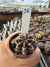 Gymnocalycium Híbrido Daydream vaso 6 Cod 36
