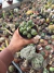 Euphorbia Globolosa vaso 11