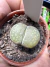 Cacto Pedra Lithops vaso 6 Cod 17