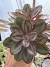 Echeveria Nodulosa vaso 14