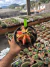 Gymnocalycium Variegata Matriz vaso 15 Cod 64 - comprar online