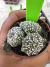 A. Asteria Kabuto Colônia vaso 6 cod 71