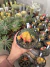 Gymnocalycium Variegata Matriz vaso 15 Cod 17