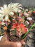 Gymnocalycium variegata raiz própria vaso 9 cod 177 - sjplantas