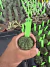Gymnocalycium Thornless Vaso 6 Cod 37 - comprar online