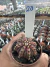 Gymnocalycium T- Lux vaso 6 cod 20