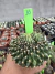 Gymnocalycium Thornless Cristata Vaso 6 Cod 16 - comprar online