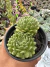 Sempervivum More Honey Vaso 11 - comprar online
