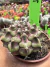 Gymnocalycium T- Rex vaso 6 cod 106