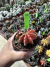 Gymnocalycium variegata 42 raiz própria vaso 9 - comprar online