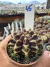 Gymnocalycium Híbrido Daydream vaso 6 Cod 45